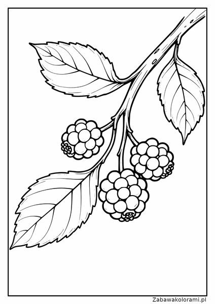 Czarny bez kolorowanka