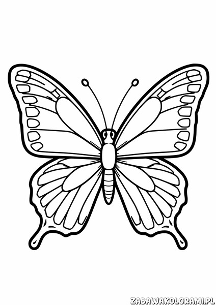 Motyl z rozłożonymi skrzydłami i czułkami