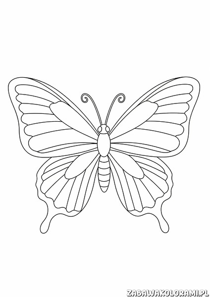 Motyl z detalami skrzydeł